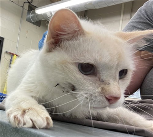 JOAN OF SHARK - Domestic Long Hair available for adoption