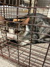 adoptable Cat in  named A116644