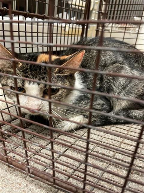 FISHTYQUE - Domestic Medium Hair available for adoption