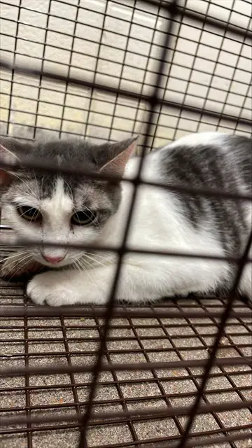 Fingelina Jolie - Domestic Short Hair