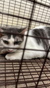 adoptable Cat in  named A116645
