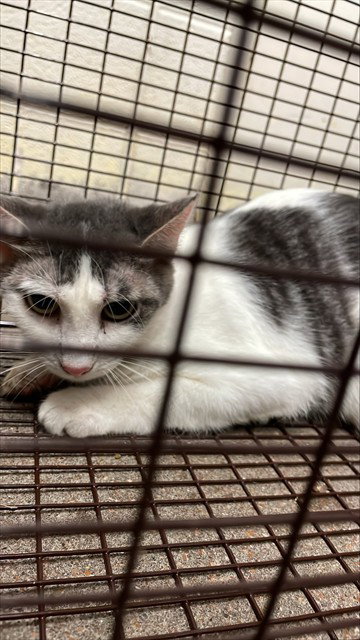 FINGELINA JOLIE - Domestic Short Hair available for adoption
