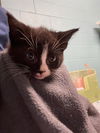 adoptable Cat in  named SGAEYL