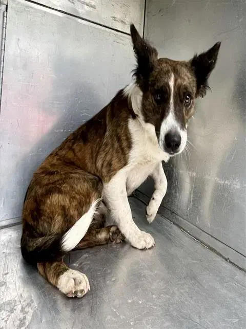 Akula - Border Collie