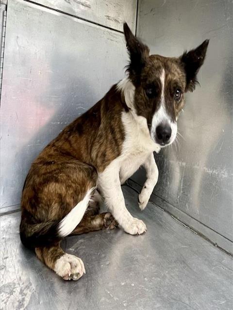 AKULA - Border Collie available for adoption
