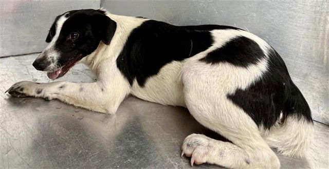 adoptable Dog in Waco, TX named KAMO