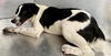 adoptable Dog in  named KAMO