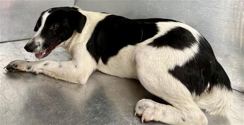 KAMO - Border Collie available for adoption