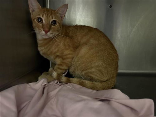 LOLITA - Domestic Short Hair available for adoption