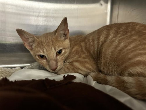 RASCAL - Domestic Short Hair available for adoption