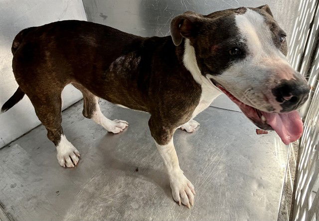 adoptable Dog in Waco, TX named RADIANCE