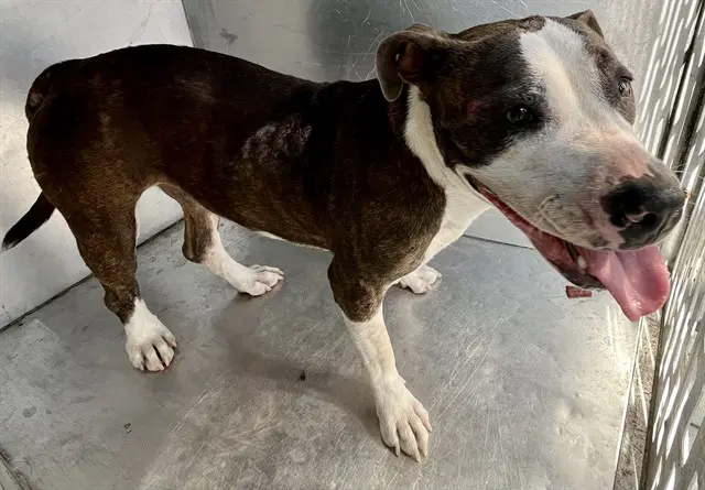 Radiance - American Staffordshire Terrier
