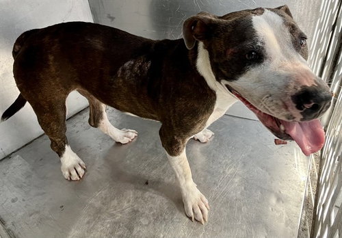RADIANCE - American Staffordshire Terrier available for adoption