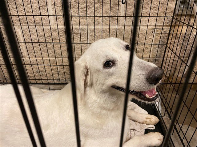 adoptable Dog in Waco, TX named LAGERTHA