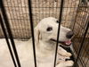adoptable Dog in  named LAGERTHA
