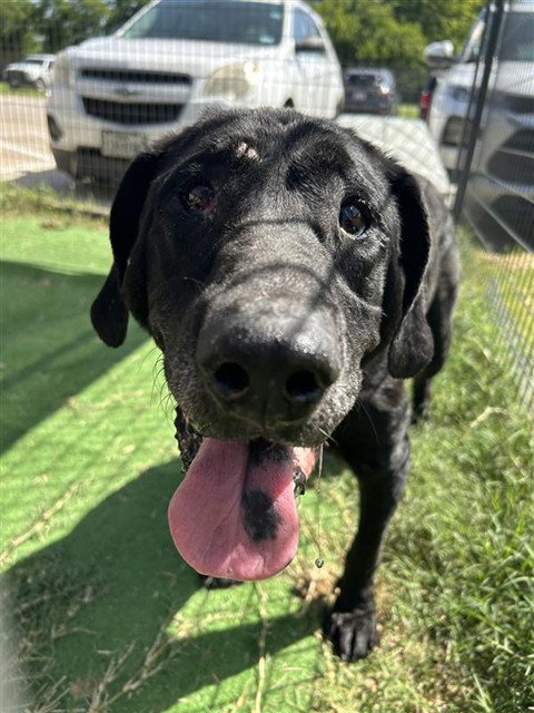 MIDNIGHT - Labrador Retriever available for adoption