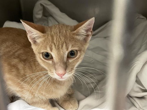 ROY - Domestic Short Hair available for adoption