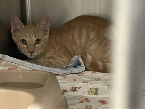 MOSCOW - Domestic Short Hair available for adoption