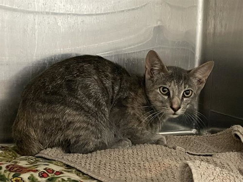WESLEY - Domestic Short Hair available for adoption
