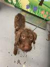 adoptable Dog in  named COLOSSUS