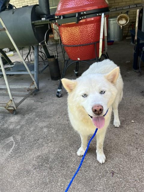adoptable Dog in Waco, TX named LADY