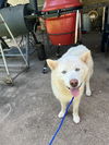 adoptable Dog in  named LADY
