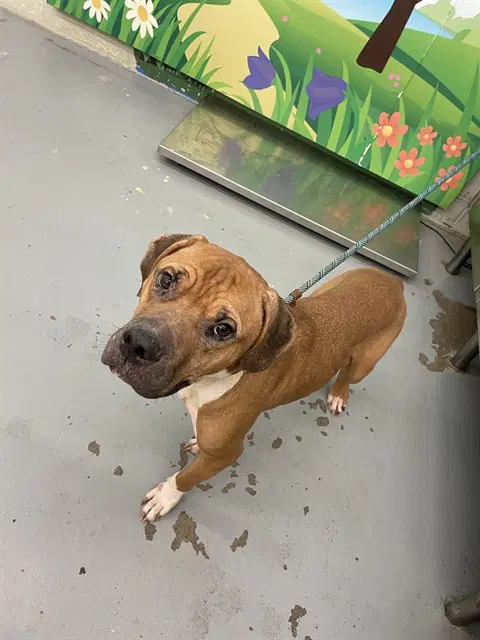 Unknown - American Bulldog