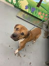 adoptable Dog in waco, TX named A116717