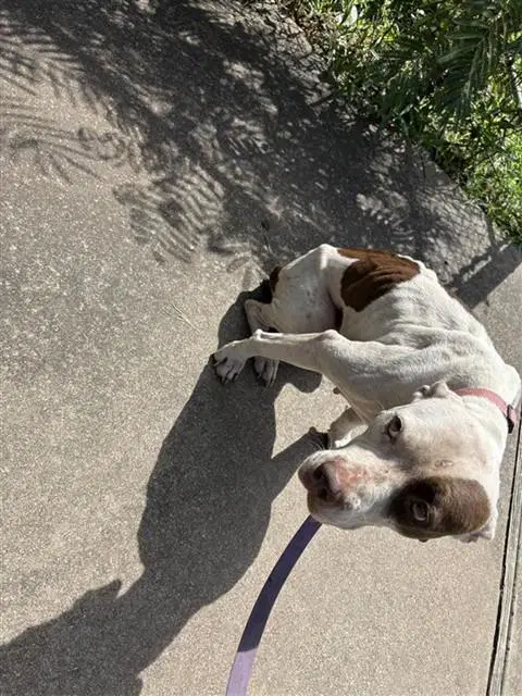 Swayzee - Pit Bull Terrier