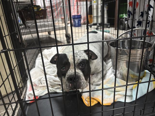 adoptable Dog in Waco, TX named ROSCOE