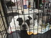 adoptable Dog in  named ROSCOE