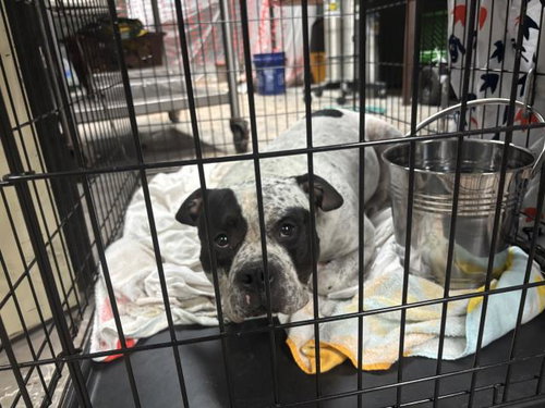 ROSCOE - Bulldog available for adoption