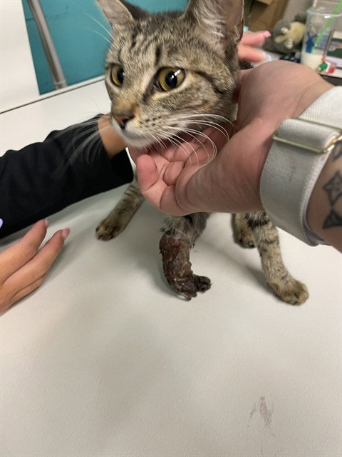 PEGGY - Domestic Short Hair available for adoption