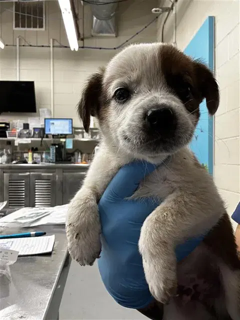 Horrik - Pit Bull Terrier