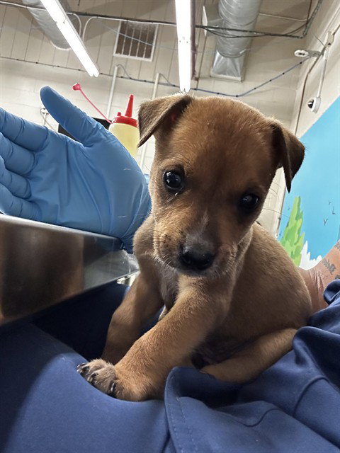 FREYDIS - Pit Bull Terrier available for adoption