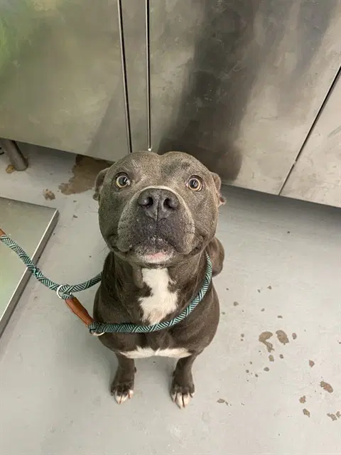Rembrandt - American Staffordshire Terrier