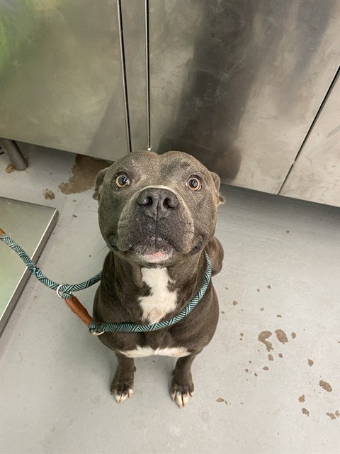 REMBRANDT - American Staffordshire Terrier available for adoption