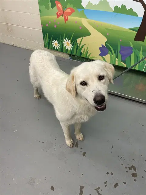Torvi - Great Pyrenees