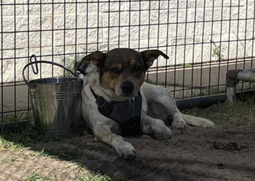 PAWNCHO - Pit Bull Terrier available for adoption