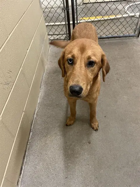 Wasabi - Labrador Retriever