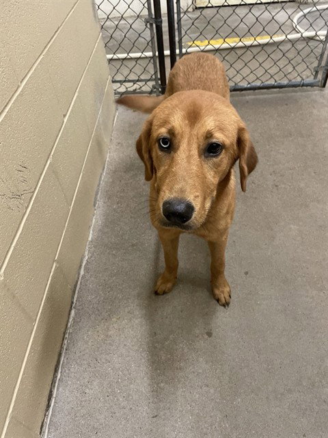 WASABI - Labrador Retriever / Husky available for adoption