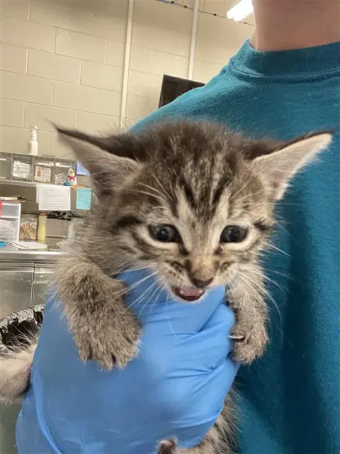 Gretta - Domestic Short Hair