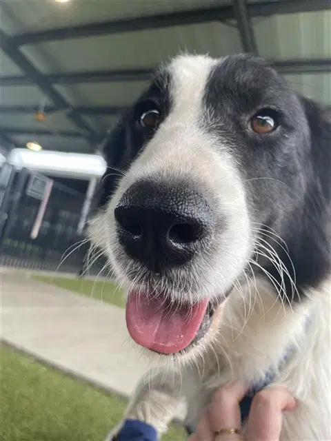 Model - Border Collie