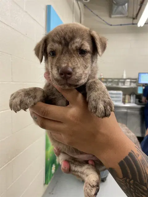 Snaxx - Labrador Retriever