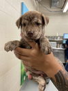 adoptable Dog in  named SNAXX