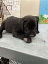 adoptable Dog in  named SNOOZE