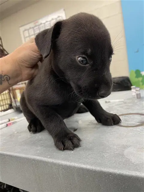 Gummi - Labrador Retriever
