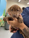 adoptable Dog in  named TAMPA