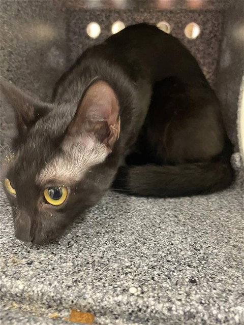 ROSEMARY - Domestic Short Hair available for adoption