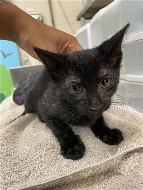WILLOUBY - Domestic Short Hair available for adoption